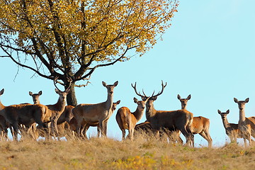 Image showing group of red deers in mating season