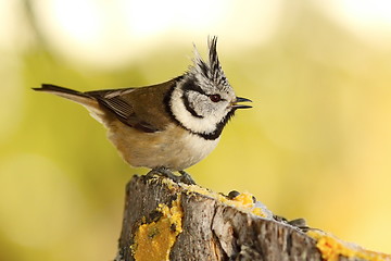 Image showing funny crested tit at garden bird feeder