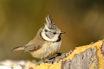 Image showing tiny crested tit at lard feeder