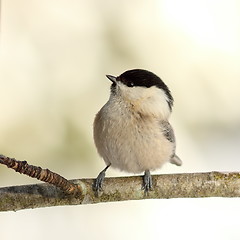 Image showing coal tit in the garden in winter