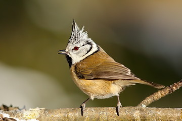 Image showing cute garden bird on a twig