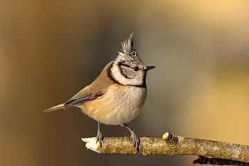 Image showing crested tit in the garden in winter