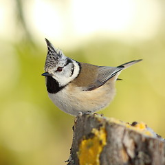 Image showing crested tit perched on a stump in the garden