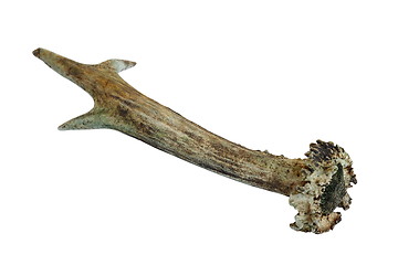 Image showing isolated roe deer horn