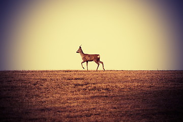 Image showing roebuck at horizon