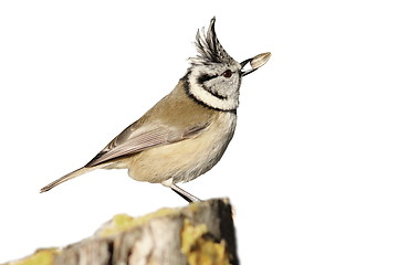 Image showing isolated crested tit eating seed