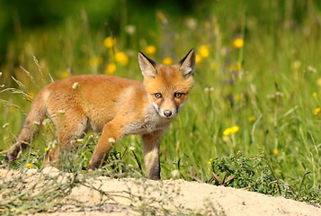 Image showing curious young red fox