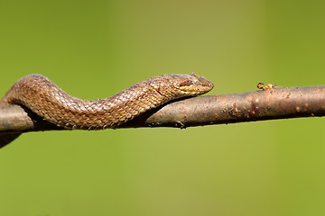 Image showing smooth snake climbing on branch