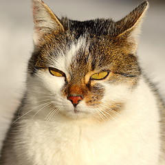 Image showing portrait of cute domestic cat