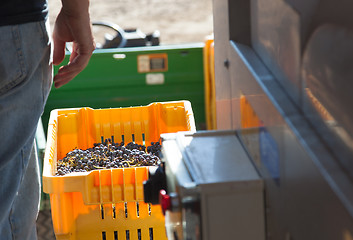 Image showing Vintner Standing Next To Crate of Freshly Picked Grapes