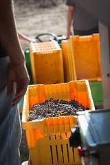 Image showing Vintner Standing Next To Crate of Freshly Picked Grapes