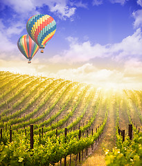 Image showing Hot Air Balloons Flying Above Beautiful Green Grape Vineyard