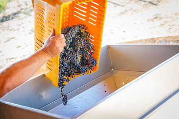 Image showing Vintner Dumps Crate of Freshly Picked Grapes Into Processing Mac