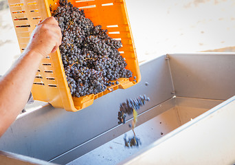 Image showing Vintner Dumps Crate of Freshly Picked Grapes Into Processing Mac