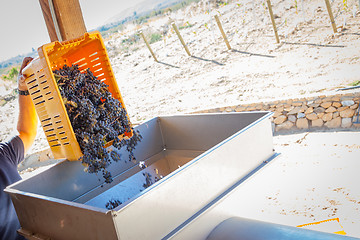 Image showing Vintner Dumps Crate of Freshly Picked Grapes Into Processing Mac