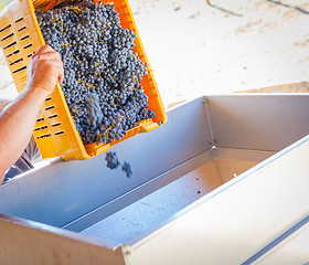 Image showing Vintner Dumps Crate of Freshly Picked Grapes Into Processing Mac