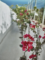 Image showing Pink flowers on a brick fence at the street full of sunlight