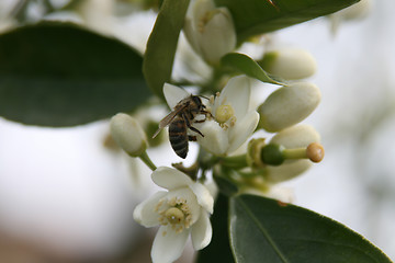 Image showing Bee and flowes