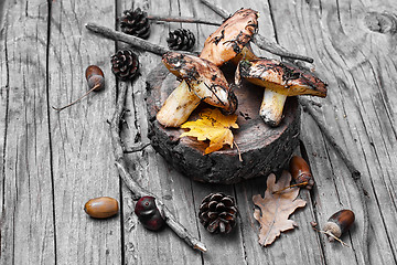 Image showing harvest of autumn mushrooms