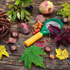 Image showing October herbarium on the table