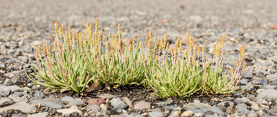 Image showing Plant growing on black sand - Iceland