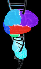 Image showing DNA, brain and heart. 3d illustration