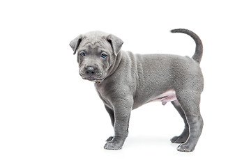 Image showing Thai ridgeback puppy isolated on white