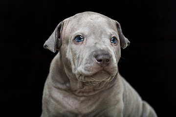 Image showing Thai ridgeback puppy isolated on black