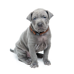 Image showing Thai ridgeback puppy isolated on white