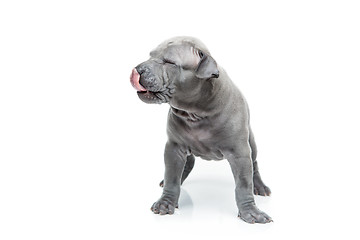 Image showing Thai ridgeback puppy isolated on white