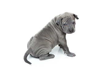 Image showing Thai ridgeback puppy isolated on white