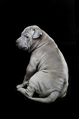 Image showing Thai ridgeback puppy on black background