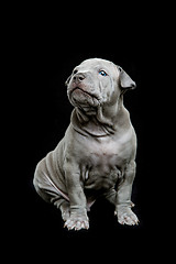 Image showing Thai ridgeback puppy on black background