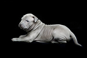 Image showing Thai ridgeback puppy on black background