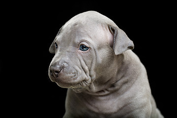 Image showing Thai ridgeback puppy isolated on black