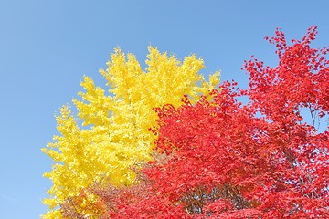 Image showing Yellow ginkgo and red maple trees with a clear sky