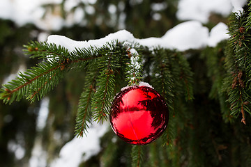 Image showing red christmas ball on fir tree branch with snow