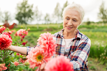 Image showing senior woman with flowers at summer garden