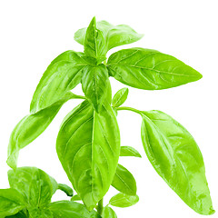 Image showing Sprout of Green Basil