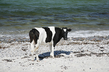 Image showing Cow by the sea