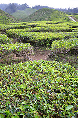 Image showing Tea Plantation in the Cameron Highlands in Malaysia