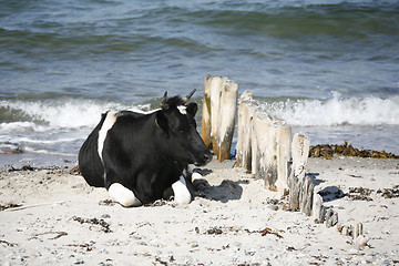 Image showing Cow by the sea