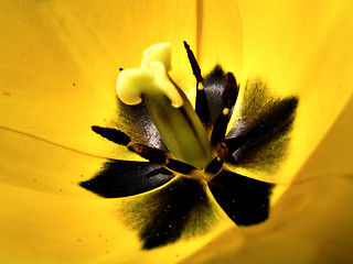 Image showing Detail from Flower