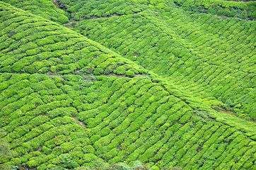 Image showing Tea Plantation in the Cameron Highlands in Malaysia