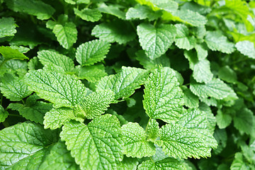 Image showing Fresh peppermint plant