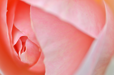 Image showing Pink rose flower