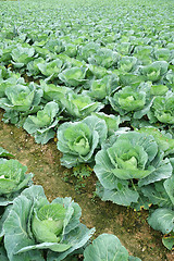 Image showing Rows of grown cabbages in Cameron Highland 