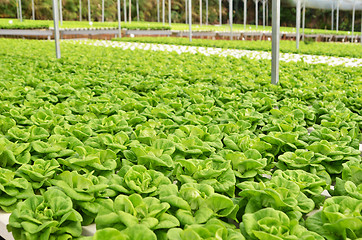 Image showing Commercial greenhouse soilless cultivation of vegetables