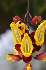 Image showing Thunbergia mysorensis, also called Mysore trumpetvine