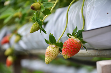 Image showing Fresh strawberries that are grown in greenhouses